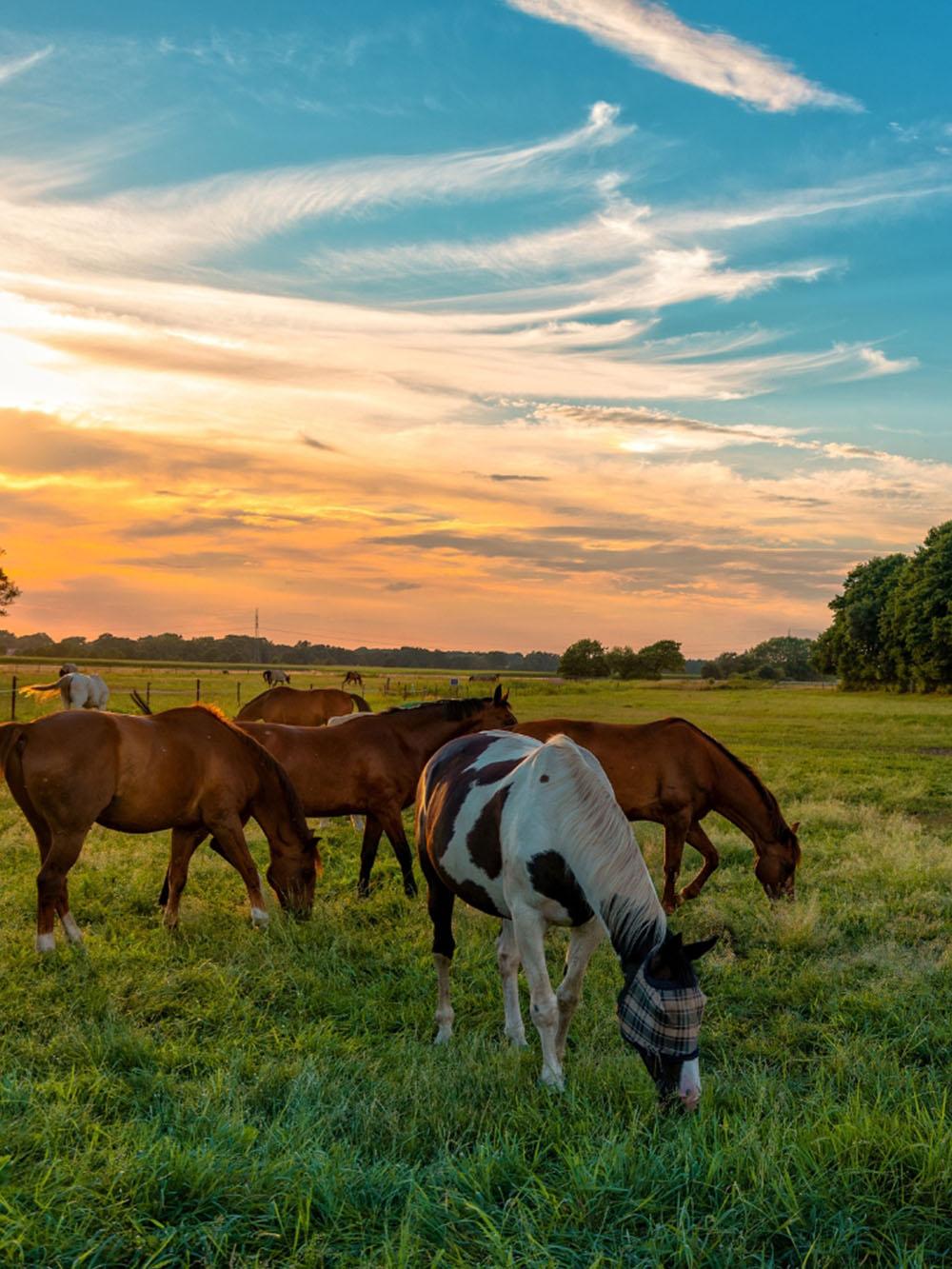 PastureLand Equine South Mix